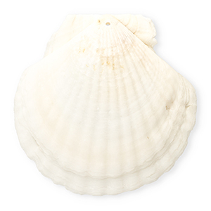 Schelp hangers specials Sint Jacobsschelp White