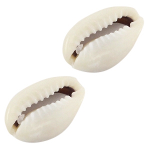 Schelp stukjes Kauri Ivory-grey